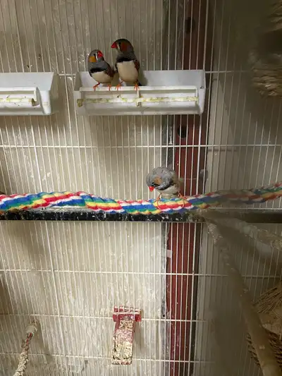 Male Zebra Finches Available For Sale, View more