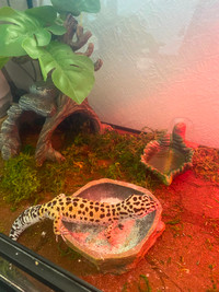 Giant spotted Leopard Gecko, Cage, and extras!