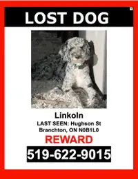 LOST DOG-GreyWhite/Black Spots /Labradoodle/Male-$$ Reward $$