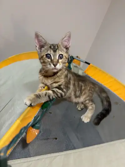 chaton Maine coon mixte, Voir plus