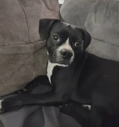 10 month old Boston Terrier/Beagle looking for loving home, View more