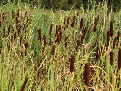 Caretaker-Type Help Offered, View more