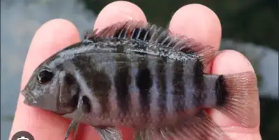 free fish - convict cichlids, View more