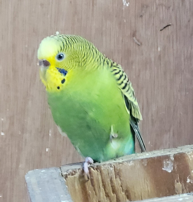 Budgies for sale in Birds for Rehoming in Chatham-Kent
