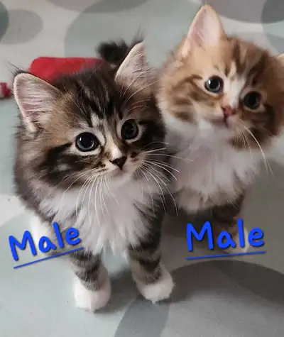 Ragdolls kittens , View more