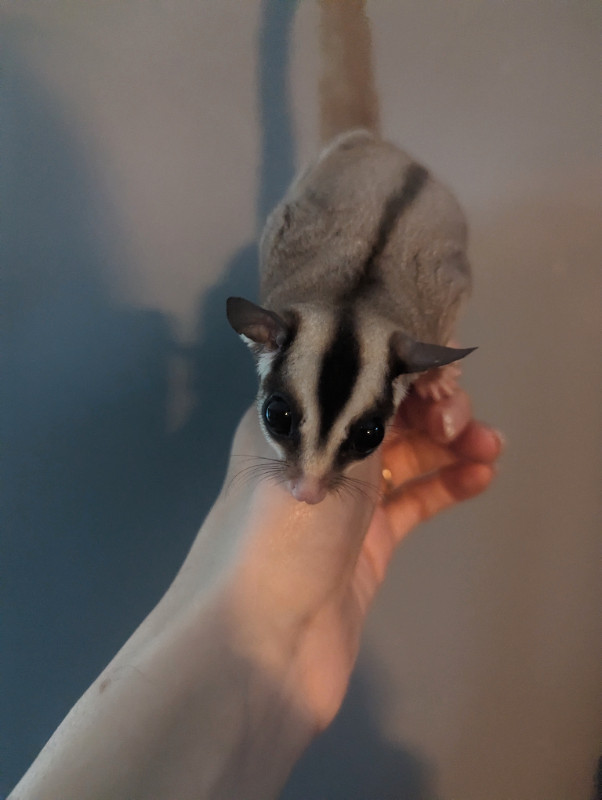 Male and female sugar glider joey in Small Animals for Rehoming in Oshawa / Durham Region - Image 4
