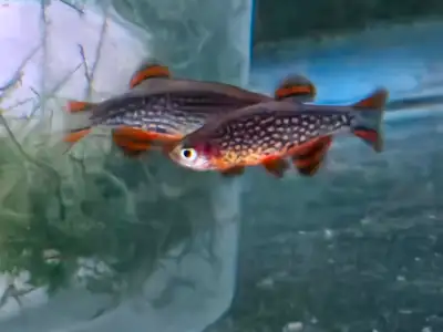 Breeder Galaxy Rasbora Group, View more