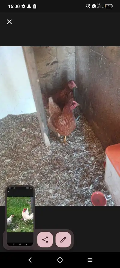 Rex sex link hens , View more