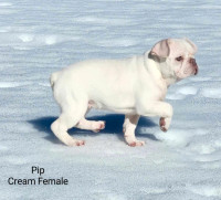 1 Beautiful Platinum French Bulldog Puppy