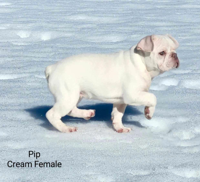1 Beautiful Platinum French Bulldog Puppy in Dogs & Puppies for Rehoming in Victoria - Image 2