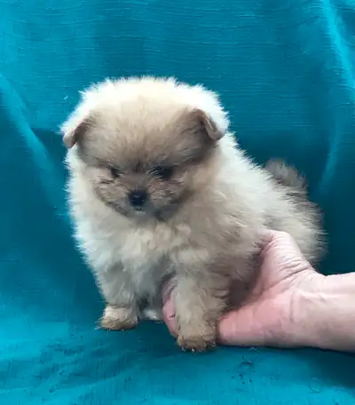 merveilleux bébé pomeranien mix Shitzu, View more