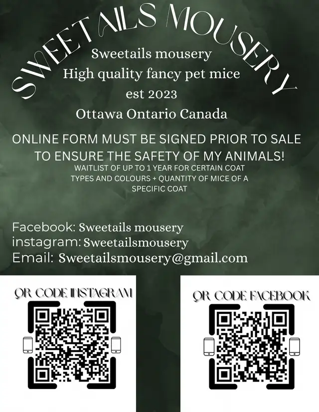 fancy mice in Small Animals for Rehoming in Ottawa - Image 2