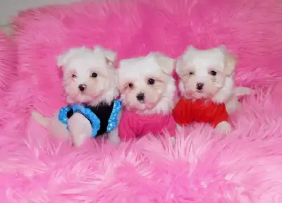 Chiot Bichon Maltais 514-430-1821, View more