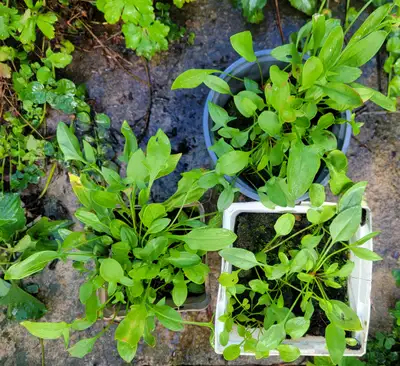 Sheep Sorrel (Rumex acetosella) $5.00, View more