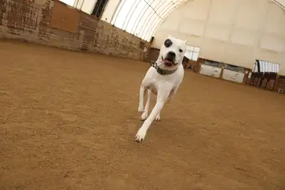 Fully Enclosed Dog Run, View more