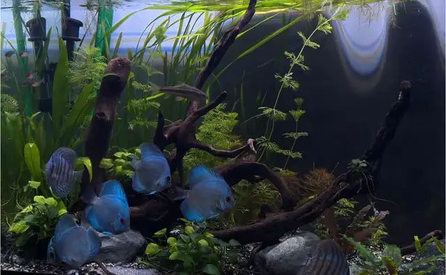 Blue Diamond and Cobalt Discus in Fish for Rehoming in London - Image 3