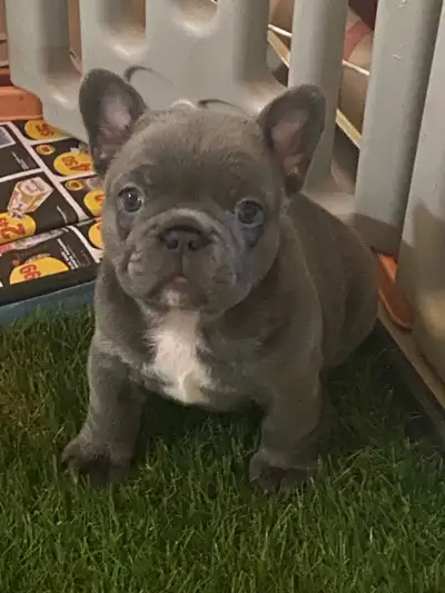 French bulldog puppies, View more