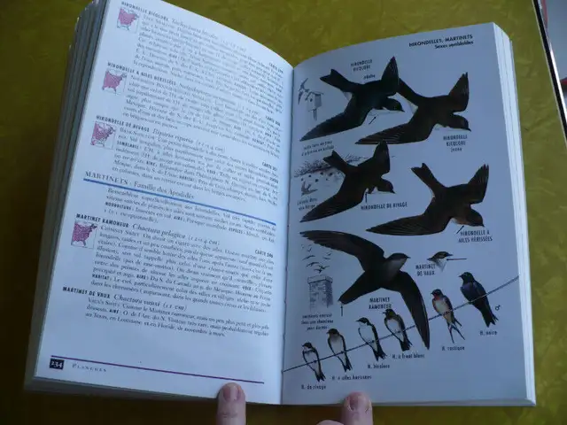 LES OISEAUX DU QUÉBEC ( ROGER TORY PETERSON )62863728307457123