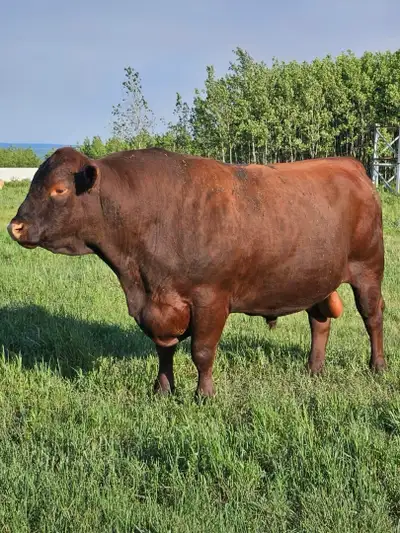 purebred red poll bull, View more