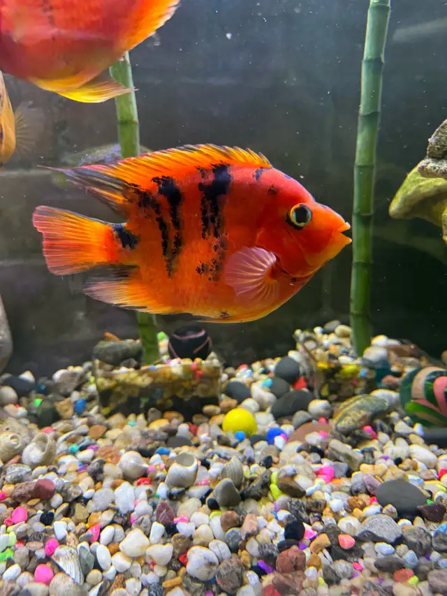 Parrot fish for sale. in Fish for Rehoming in City of Toronto - Image 7