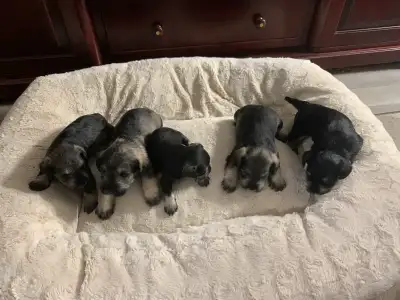 miniature schnauzer puppy, View more