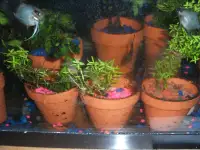 Potted aquarium plants -various sizes