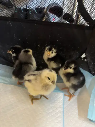 5 mixed chicks, View more