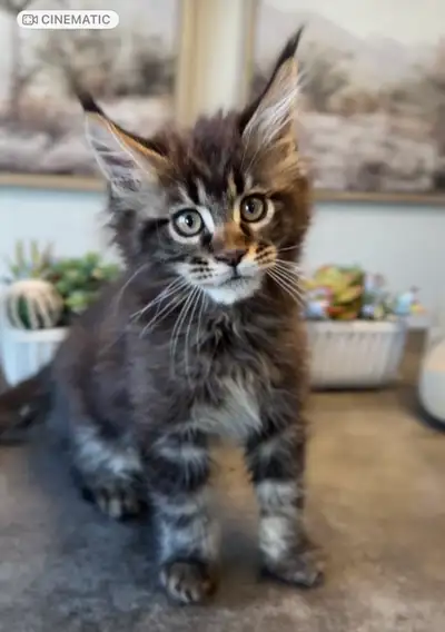 Registered Maine Coon Kittens , View more