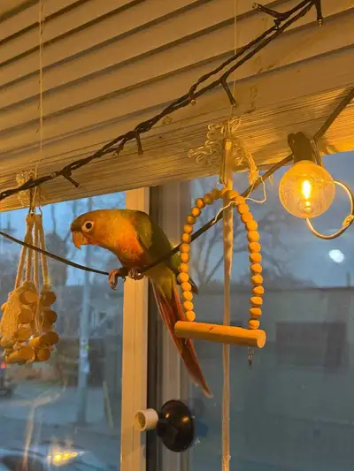 Loving Home Needed for Hand-Tamed Green-Cheek Conures (Rehoming), View more