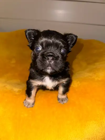 Fluffy Frenchie for Sale, View more