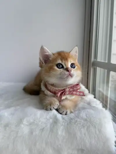 Registered Cattery — Rehoming British Shorthair Kittens, View more