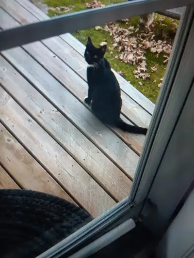[ offering a cash reward for her return }she has been missing from Broadway street in Welland and la...