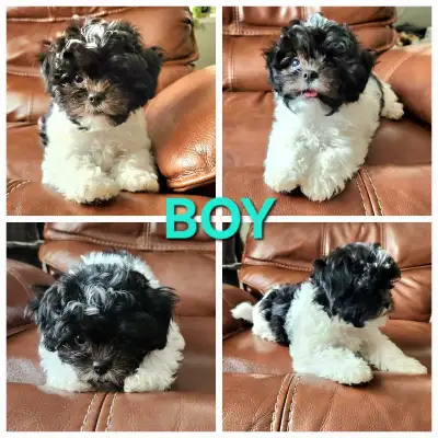Adorable, curious, hypoallergenic Shi-tzu Poodle male looking for his forever home, born March 12. M...