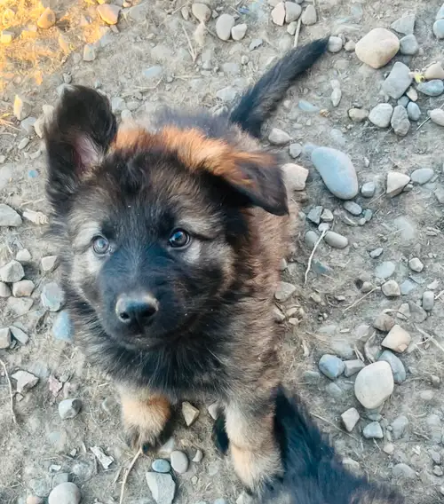 Male German Shepherd puppy available. 10 weeks old. Has been vet checked and has had 2 sets of puppy...