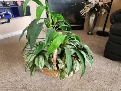 Artificial Plant Basket, View more