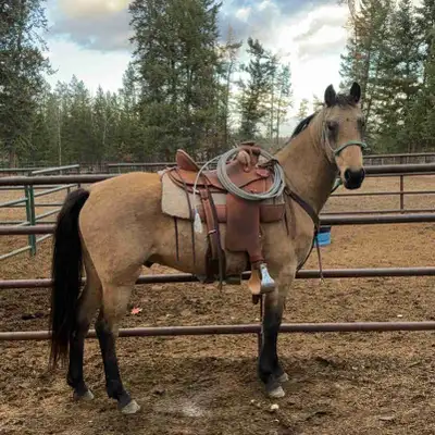 4 year old gelding, View more