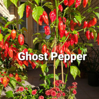 Caroline Reaper Pepper And Ghost Pepper Seeds 