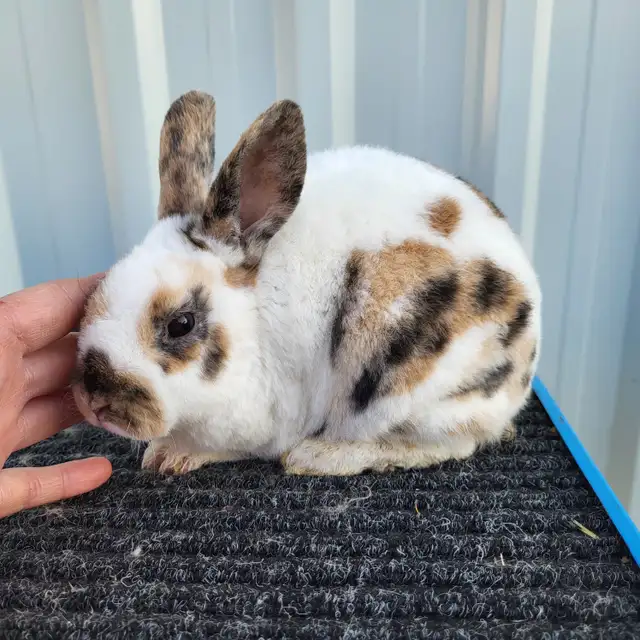EXTRAORDINARY MINI REX BABY RABBITS in Small Animals for Rehoming in Ottawa - Image 11