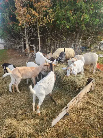 **GOAT HERD FOR SALE – 11 GOATS AVAILABLE!** I have **11 goats for sale: 2 males and 9 females**, wi...