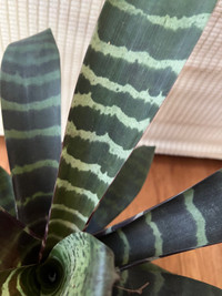 RareFind SuperCute EasyCare Bromeliad Zebra Plant uLove Only$30!