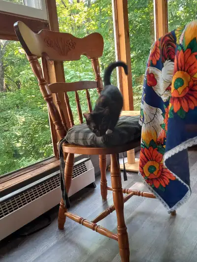 Ces adorables chatons sont à la recherche d'un foyer aimant! Ils sont joueurs, câlins et en pleine s...