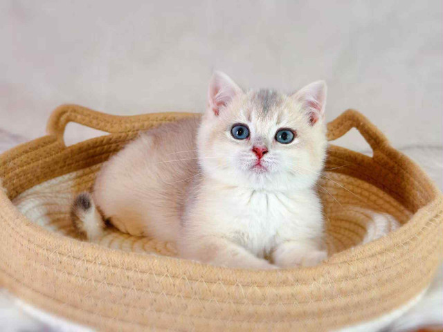 Blue Golden British Shorthair Kittens – 3.5 Months in Cats & Kittens for Rehoming in City of Toronto - Image 3
