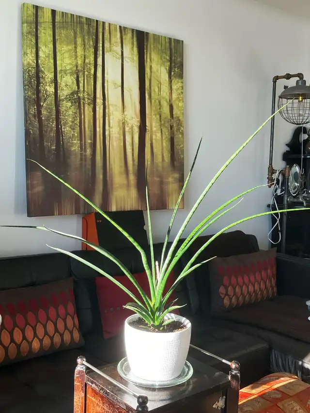 Sansevieria