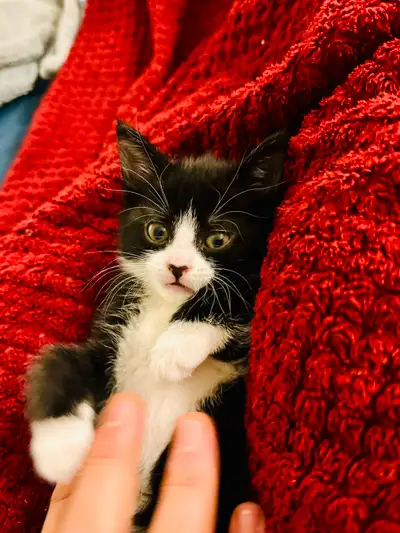 Tuxedo ready for adoption / tuxedo à adopter, View more