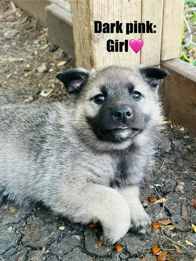 Norwegian Elkhound puppies, View more