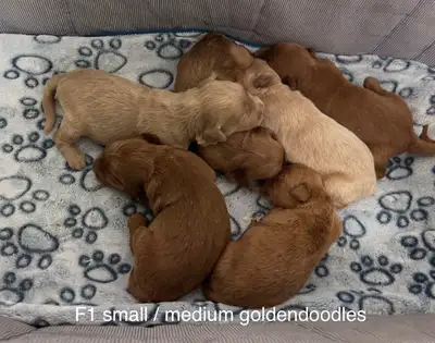 ❤️F1B mini Goldendoodles ready for home in July. F1 small / medium goldendoodles ready for home in J...
