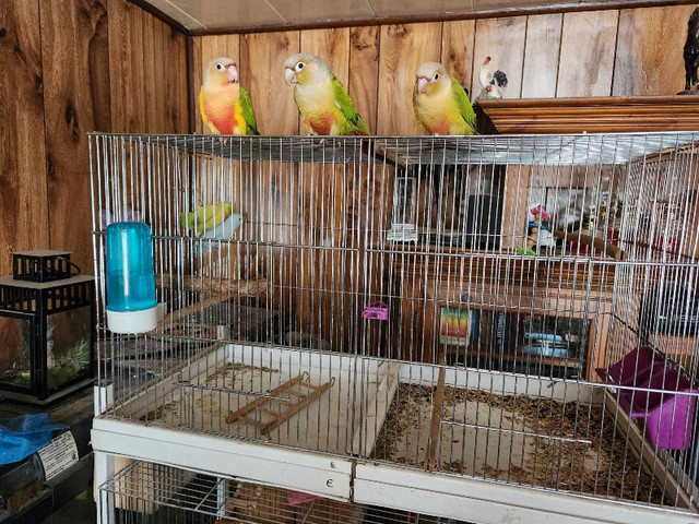 conure joue verte dans Oiseaux à adopter  à Rimouski / Bas-St-Laurent - Image 3
