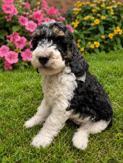 mini bernedoodles ready now to loving homes, View more
