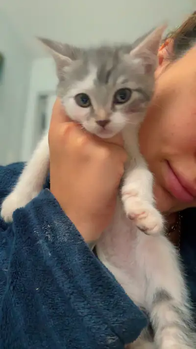 2 Bébés chat ( MÉLANGÉES ) à vendre❤️ J’ai le certificat de la maman mais pas du papa , la raison du...