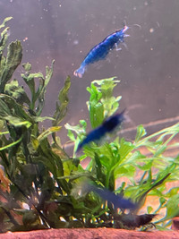 Blue dream shrimp 